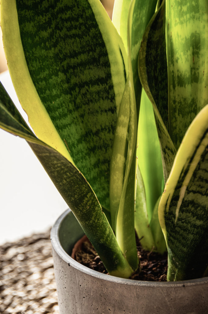 sansevieria trifasciata laurentii