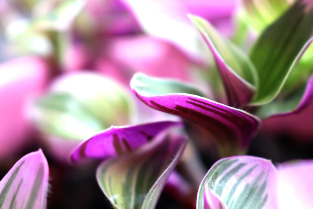 tradescantia nanouk