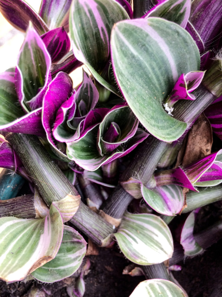 Nahaufnahme der Tradescantia nanouk