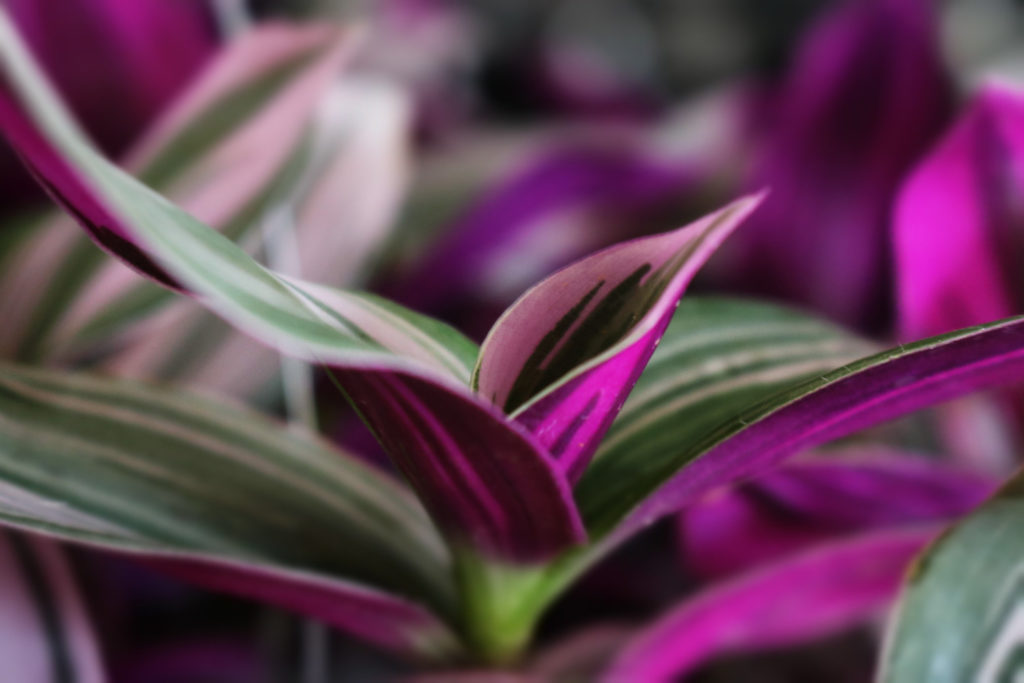 tradescantia nanouk Pflege