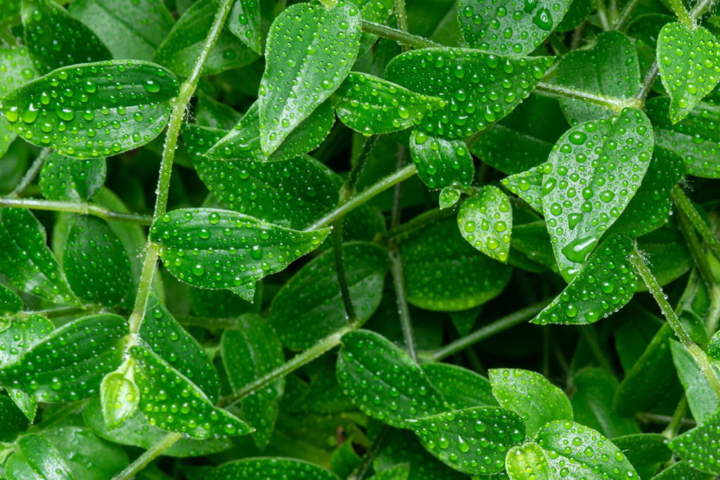 Tradescantia soorten, de green hill