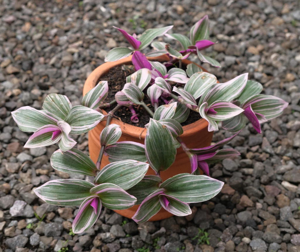 Tradescantia soorten, de nanouk