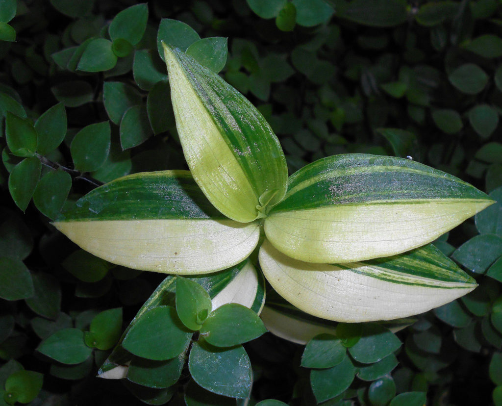 tradescantia yellow hill