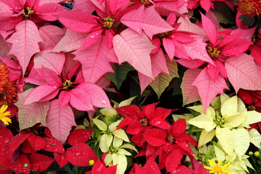 Verschillende soorten Kerstster planten