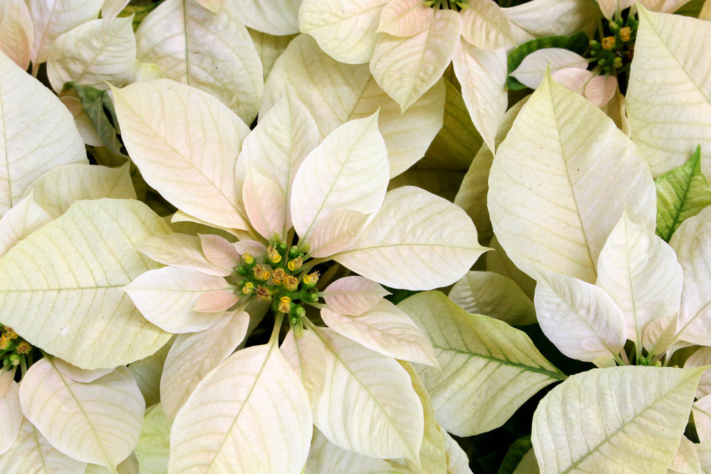 witte kerstster