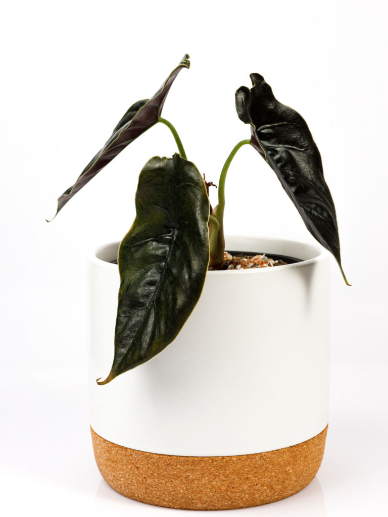 Alocasia Azlanii