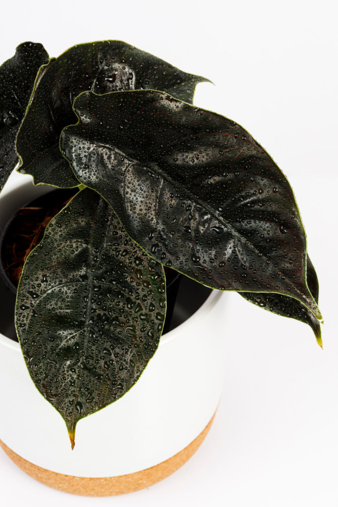 Alocasia Azlanii Feuchtigkeit