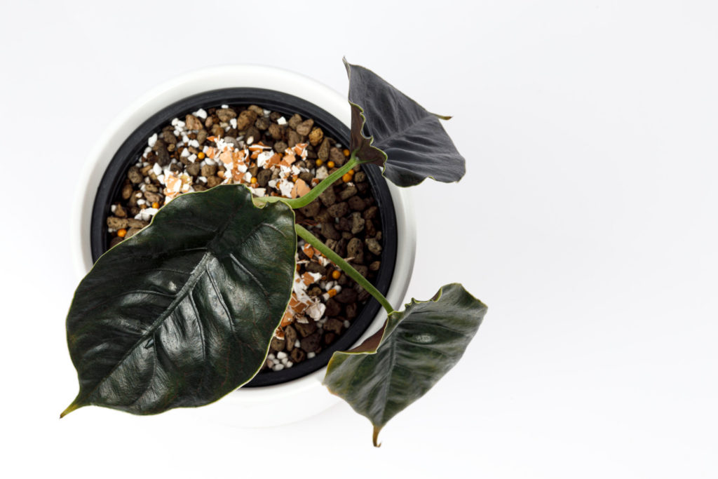 Alocasia Azlanii Pflege