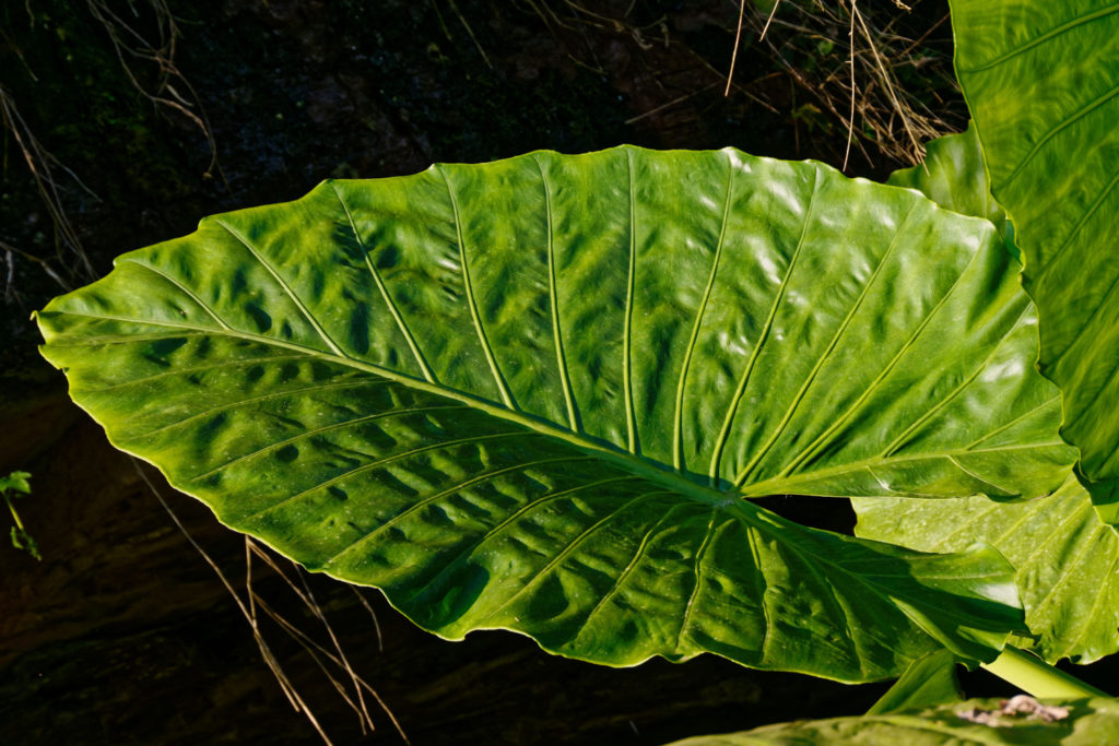 Alocasia Calidora