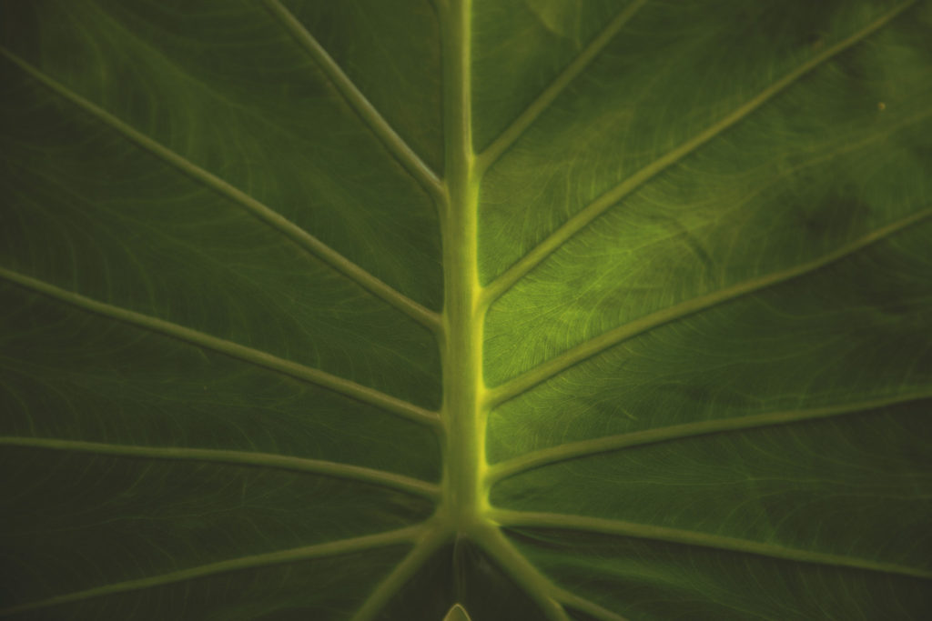 Alocasia Calidora Hinterblatt