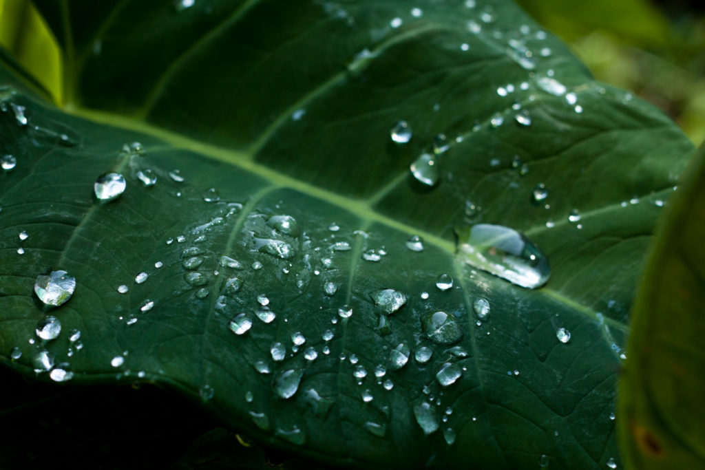 Luftfeuchtigkeit für die Pflanze Alocasia Calidora