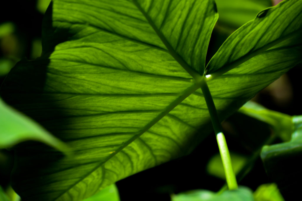 Alocasia Calidora Unterseite Blatt
