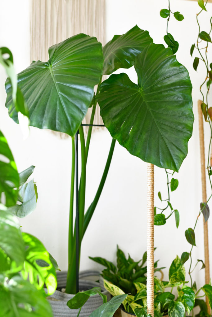 Alocasia Calidora Pflege mit Unterstützung