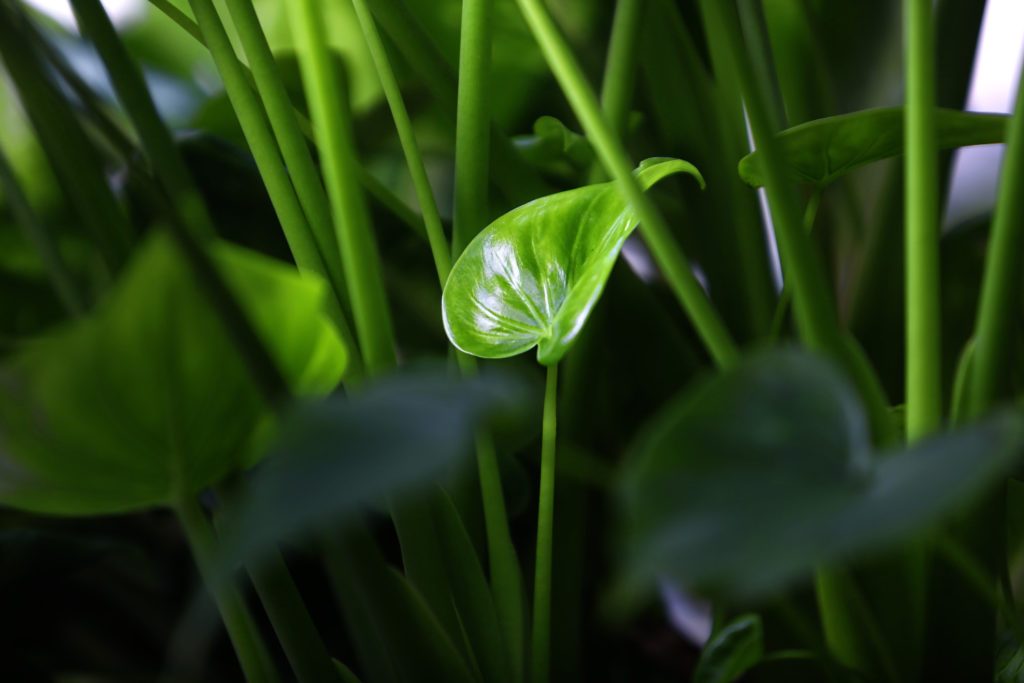 Frische Blätter von Alocasia Cucullata