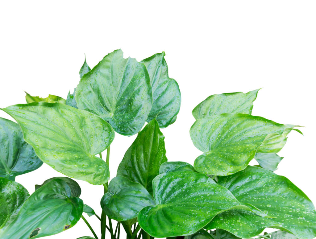 Alocasia Cucullata mag hohe Luftfeuchtigkeit