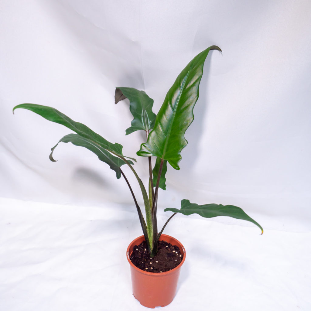 Alocasia lauterbachiana