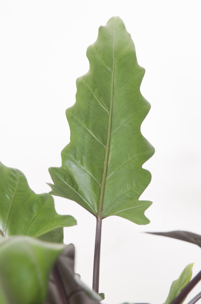 Alocasia Lauterbachiana gelappte Blätter