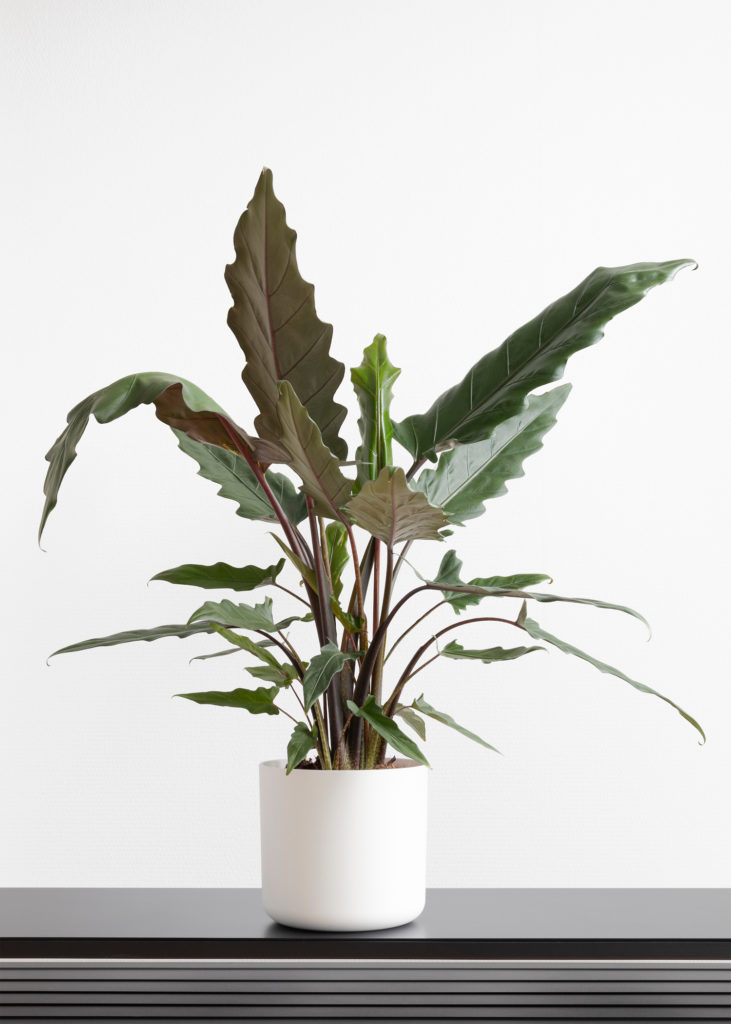 Alocasia Lauterbachiana im Topf