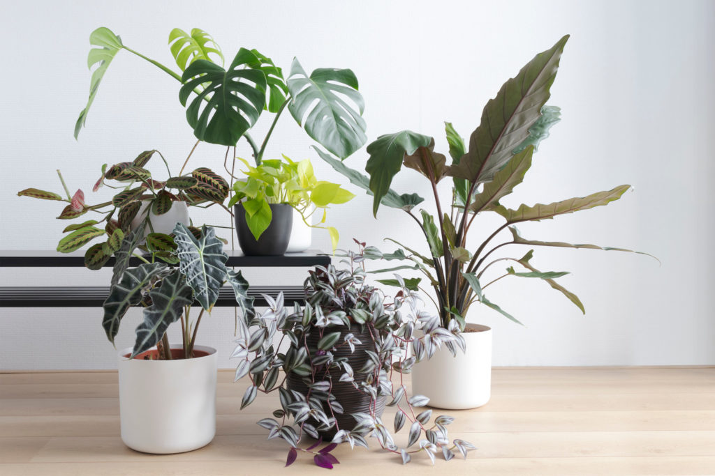 Alocasia Lauterbachiana in Kombination mit anderen Pflanzen