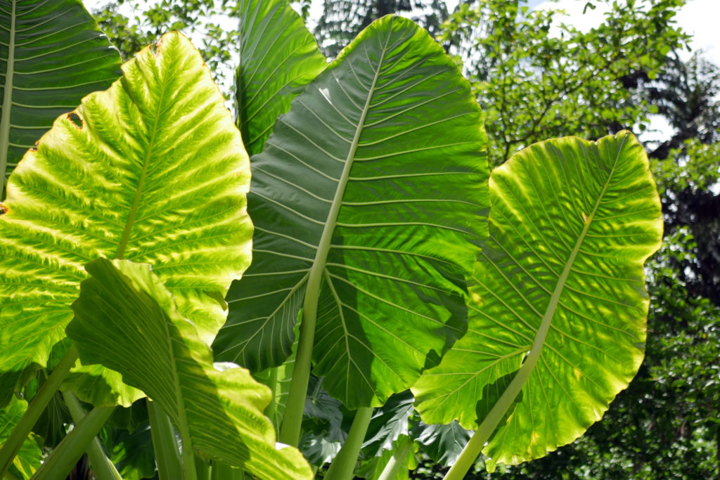 Alocasia Macrorrhiza