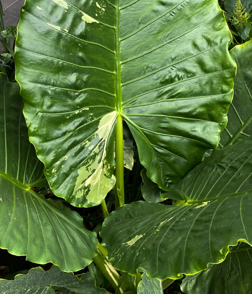 Alocasia Macrorrhiza Blatt