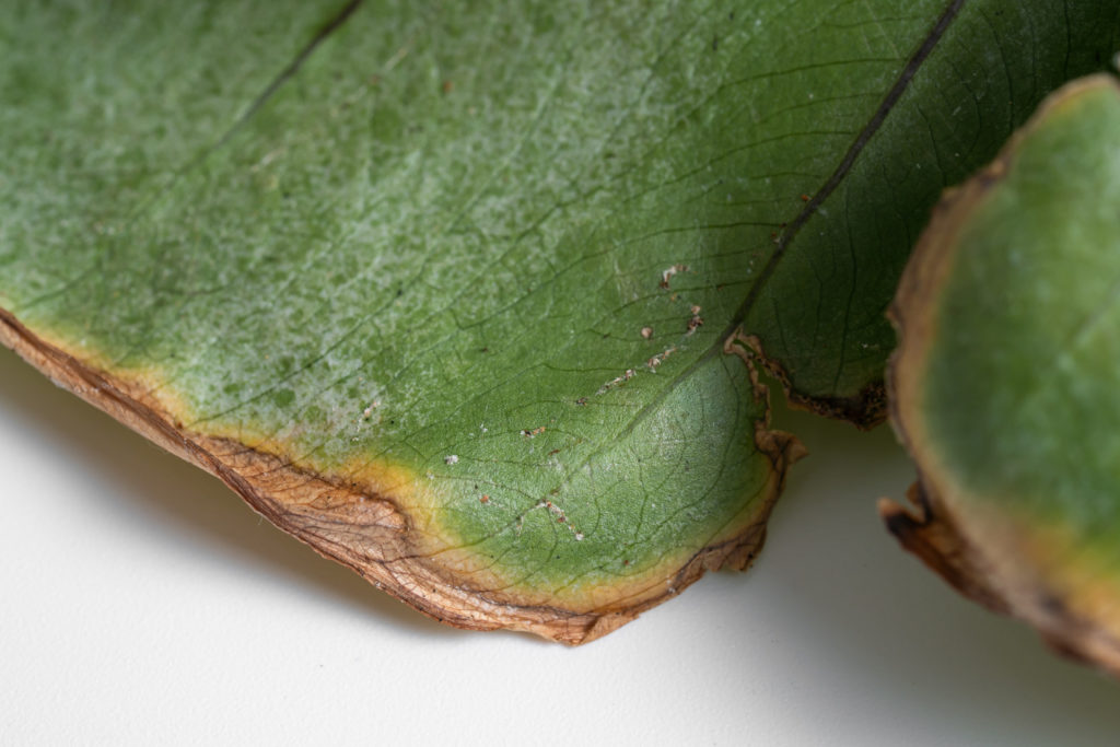 Braune Blätter Alocasia Macrorrhiza