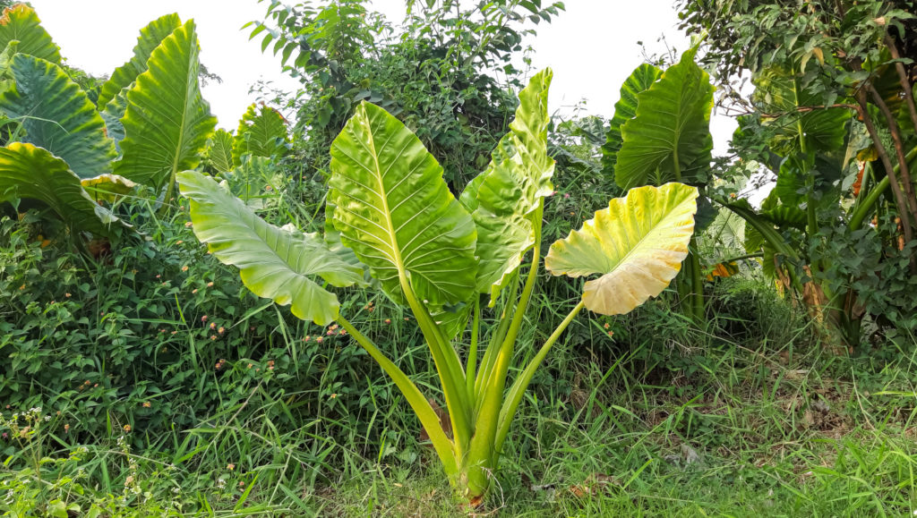 Alocasia Macrorrhiza groß