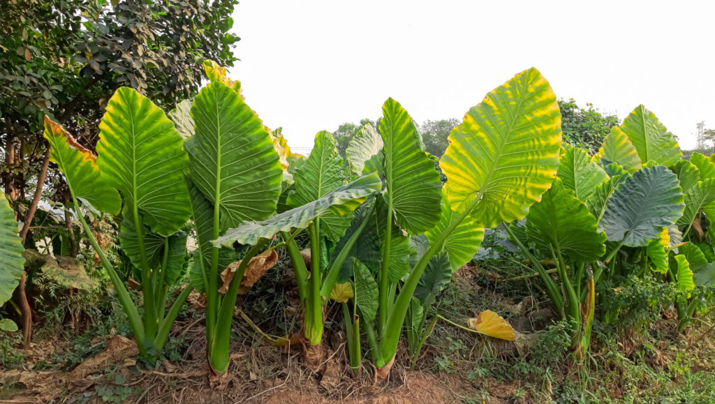 Alocasia Macrorrhiza in freier Wildbahn