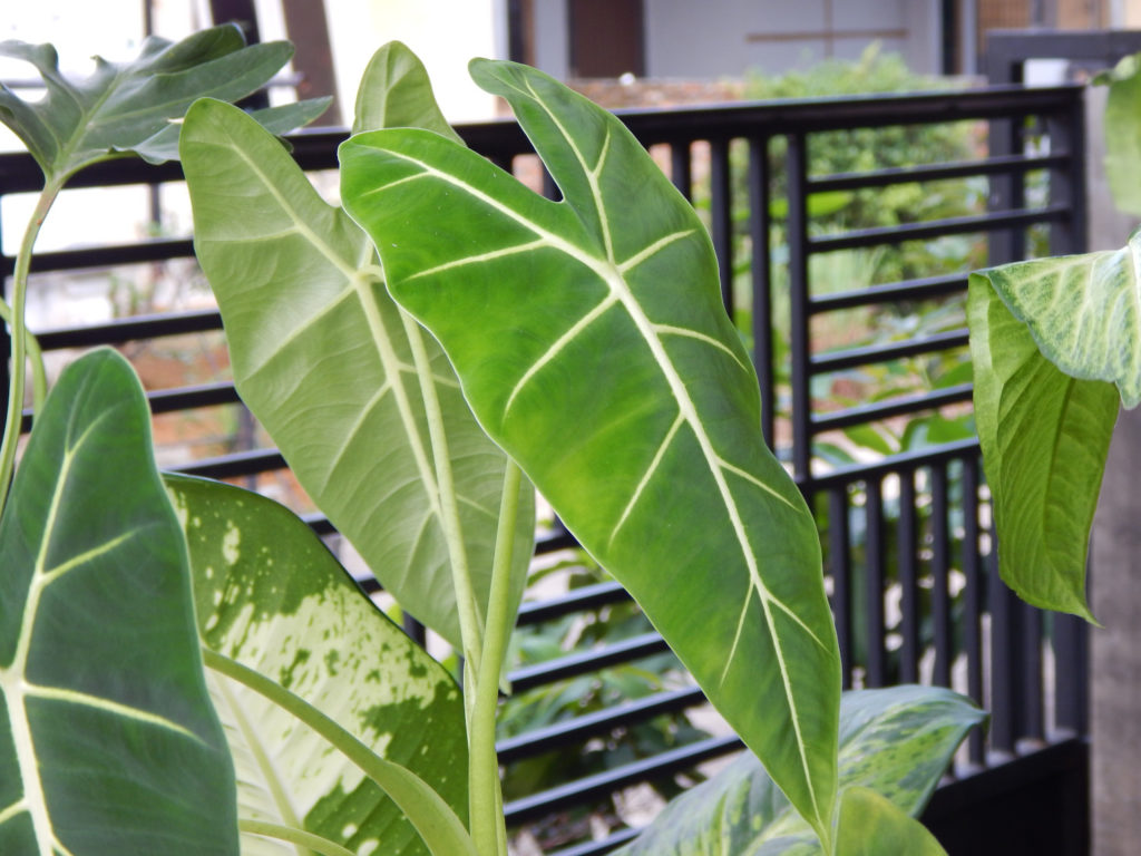 Alocasia Micholitziana Frydek