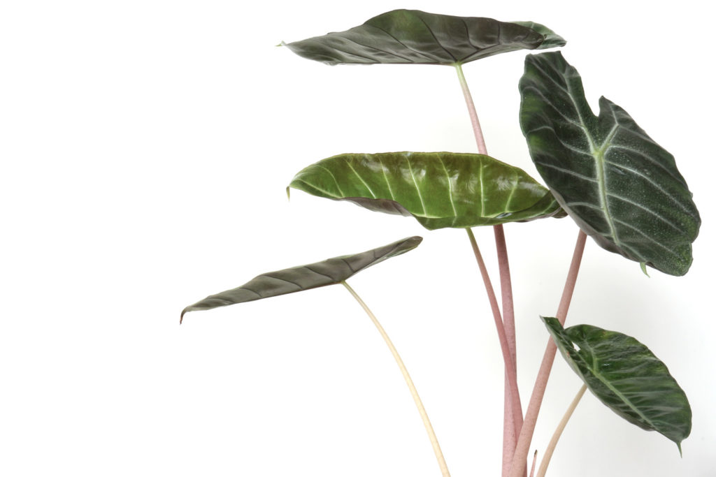 Alocasia Pink Dragon