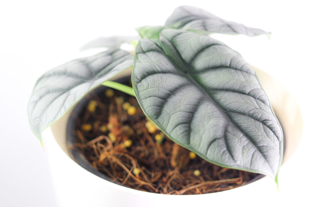 Alocasia Silver Dragon