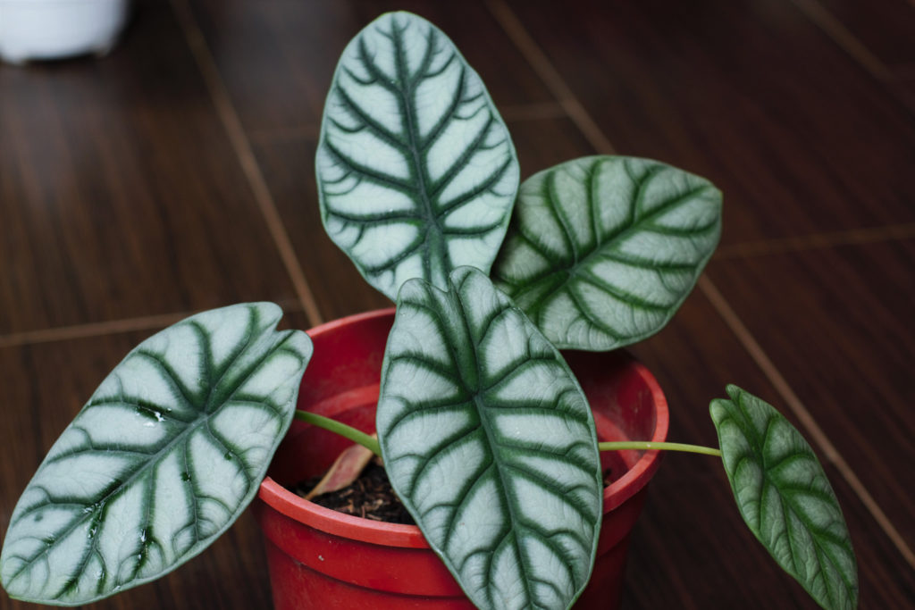 Alocasia Silver Dragon
