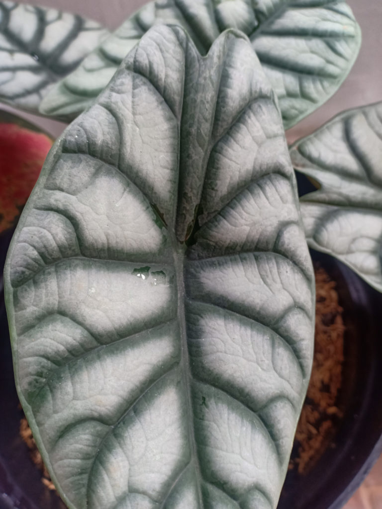 Alocasia Silver Dragon Blatt