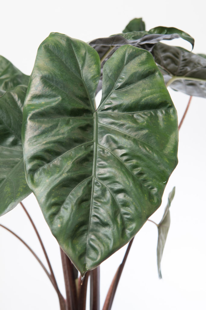 Alocasia Yucatan Princess Blatt
