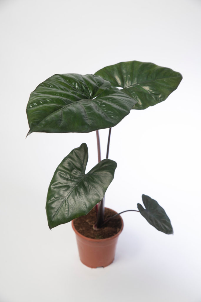 Alocasia Yucatan Princess im Topf
