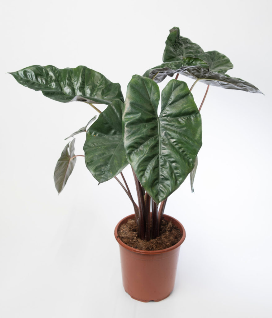 Alocasia Yucatan Princess Pflege