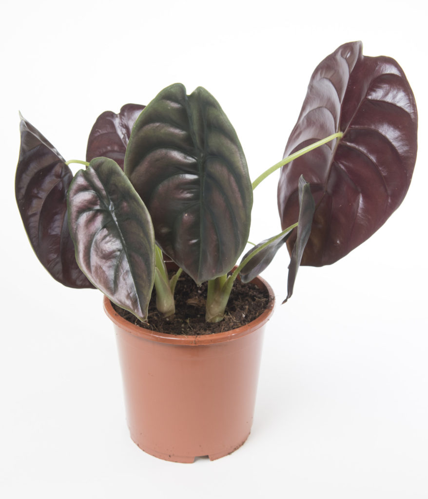 alocasia cuprea rot geheimnis