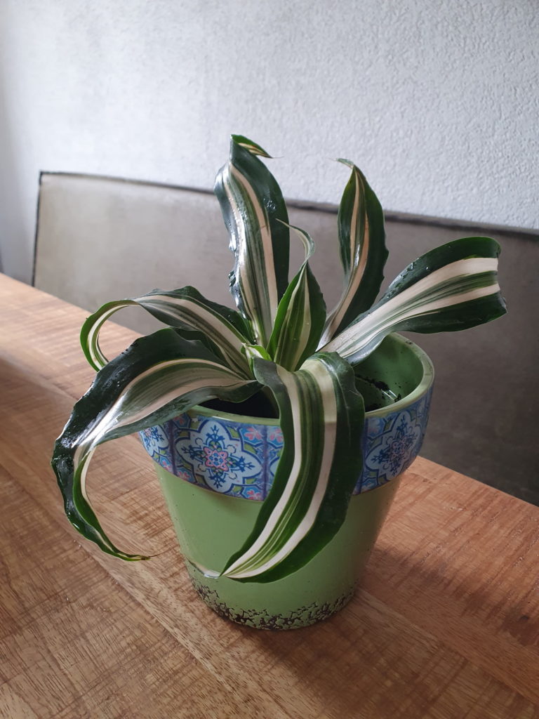 Dracaena-Stecklinge umtopfen