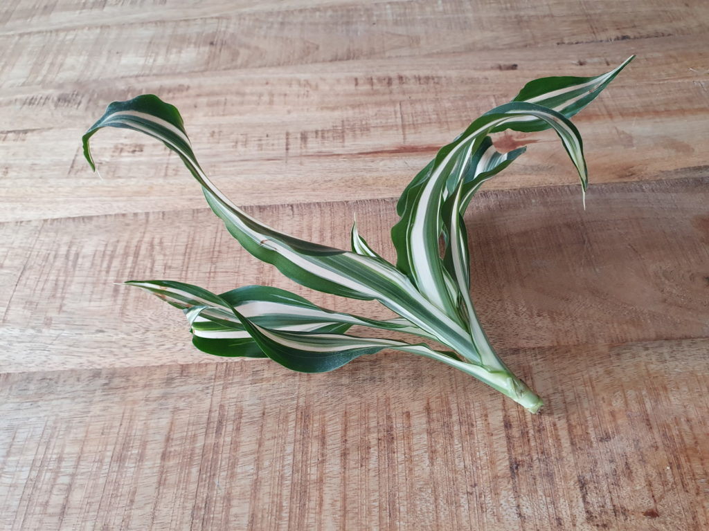 Dracanea-Stecklinge