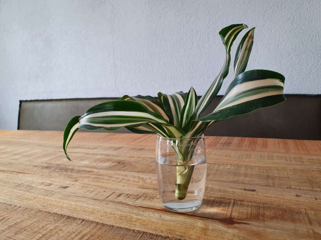 Dracanea-Stecklinge in Wasser