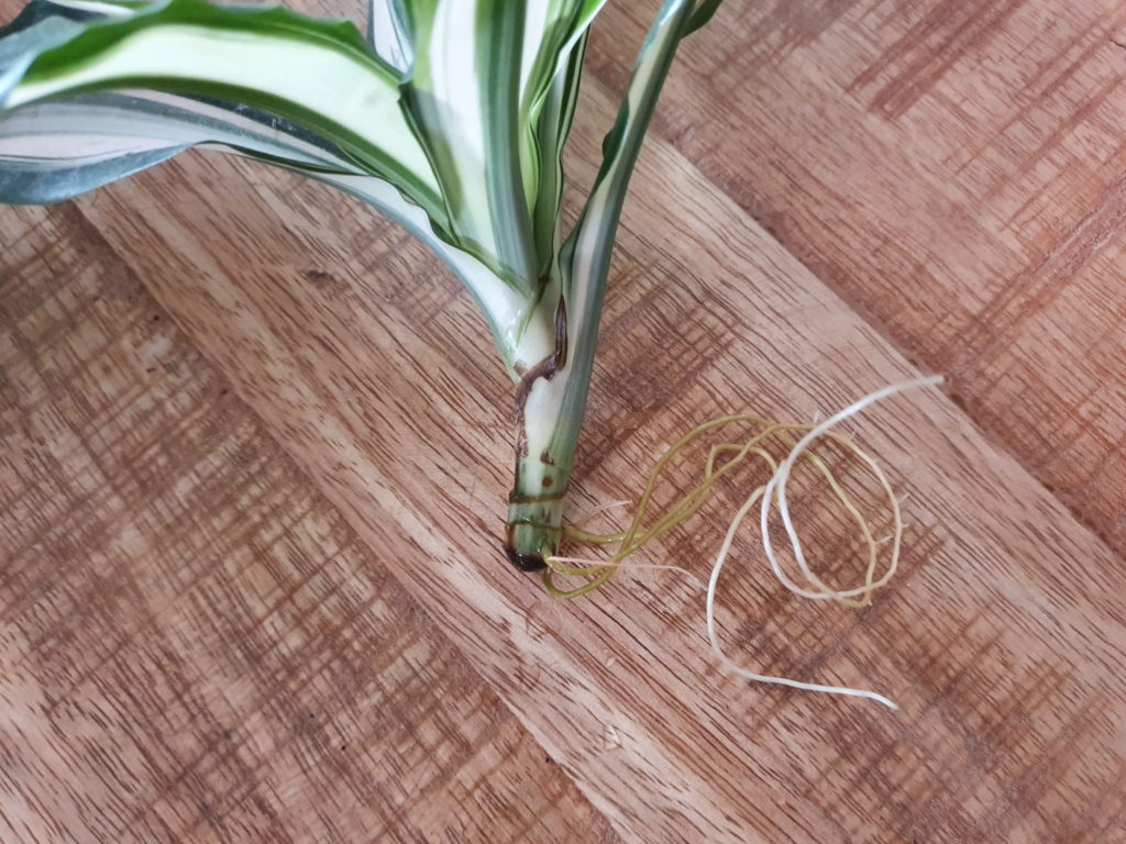 Dracaena-Stecklinge bereit zum Umtopfen