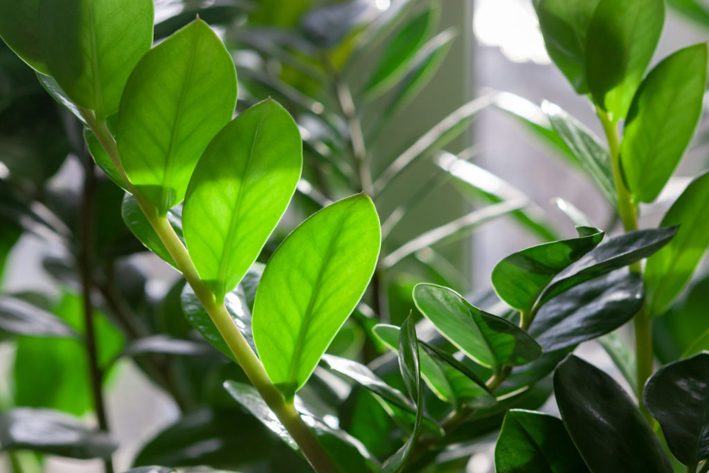 Zamioculcas vermehren