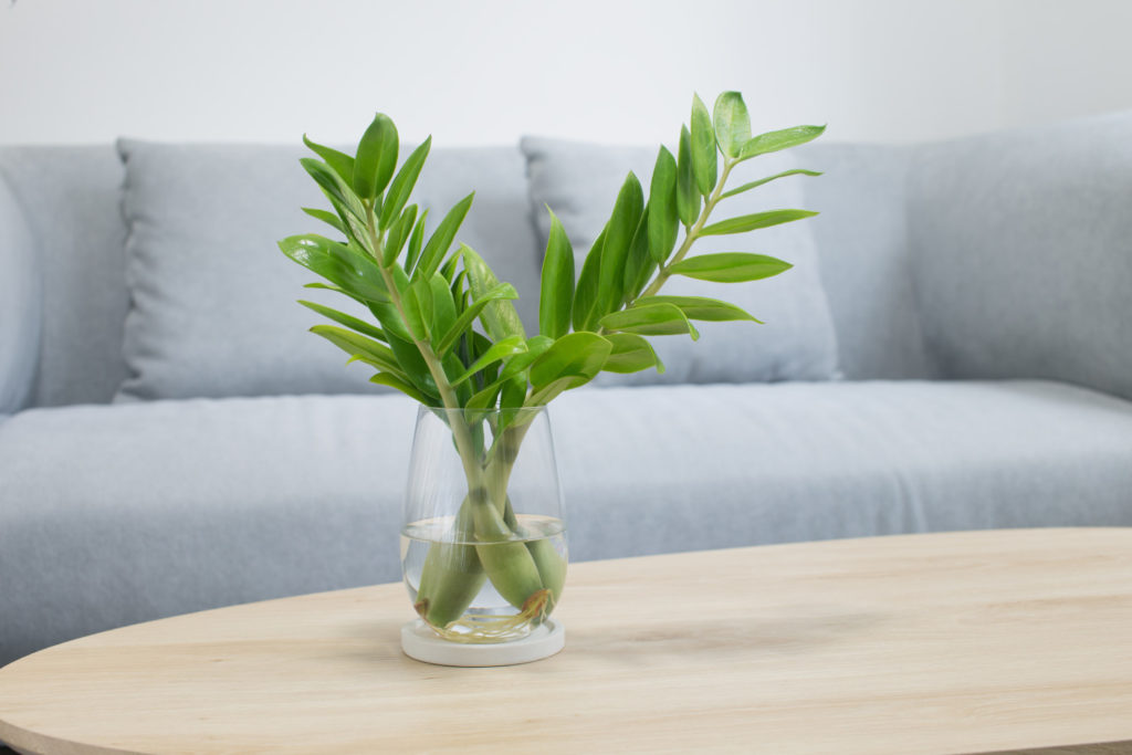Zamioculcas vermehren in Wasser