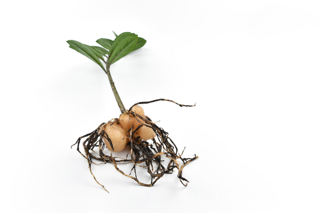 Vermehrung von Zamioculcas durch Teilung des Wurzelballens