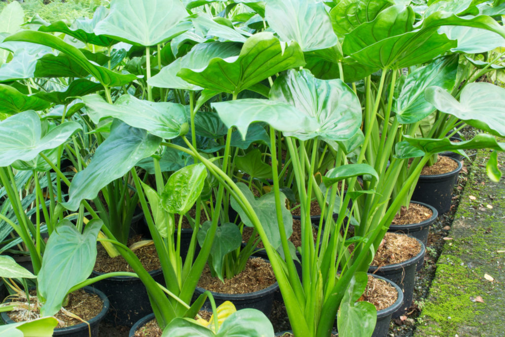 Alocasia cucullata