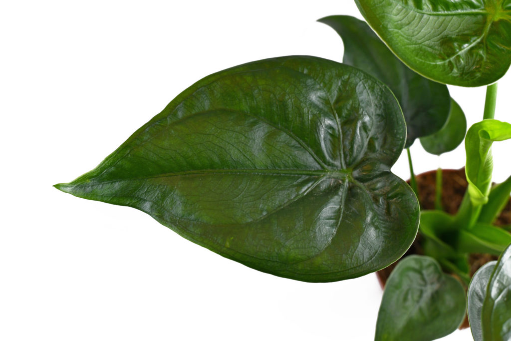 alocasia cucullata-Stecklinge