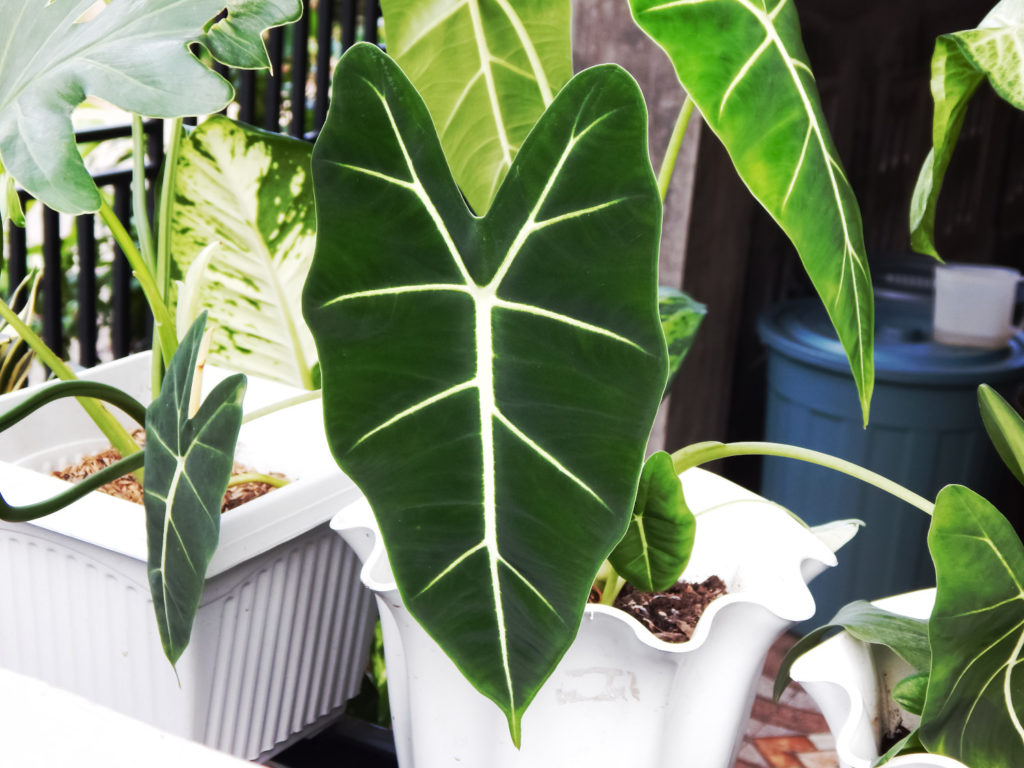 alocasia frydek Pflege