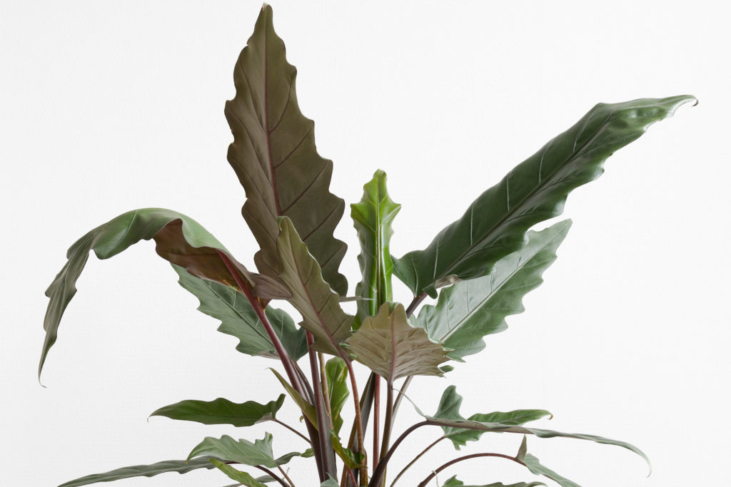 Alocasia lauterbachiana