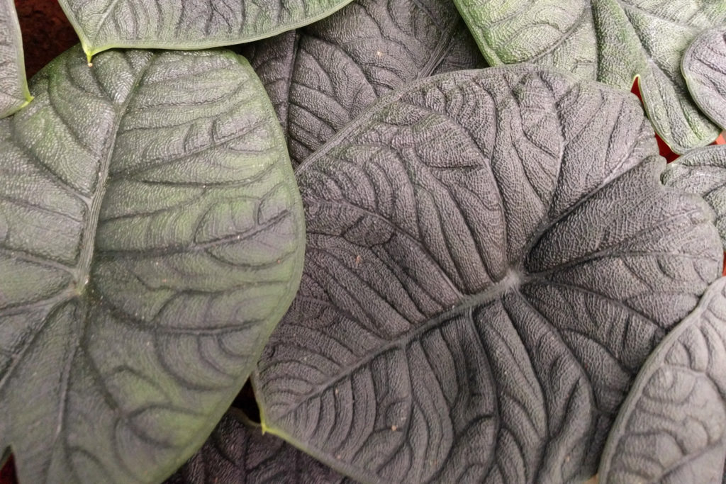 Alocasia melo