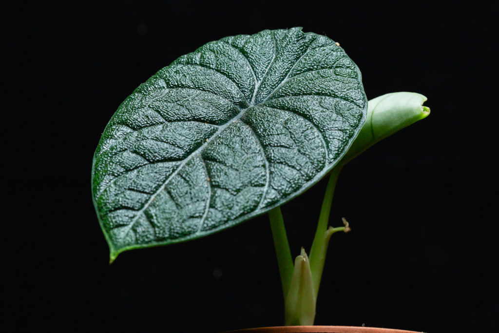 Alocasia Melo